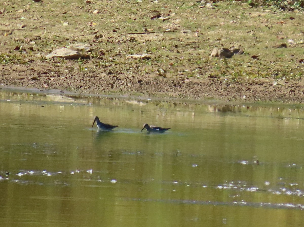 Stilt Sandpiper - ML642780137