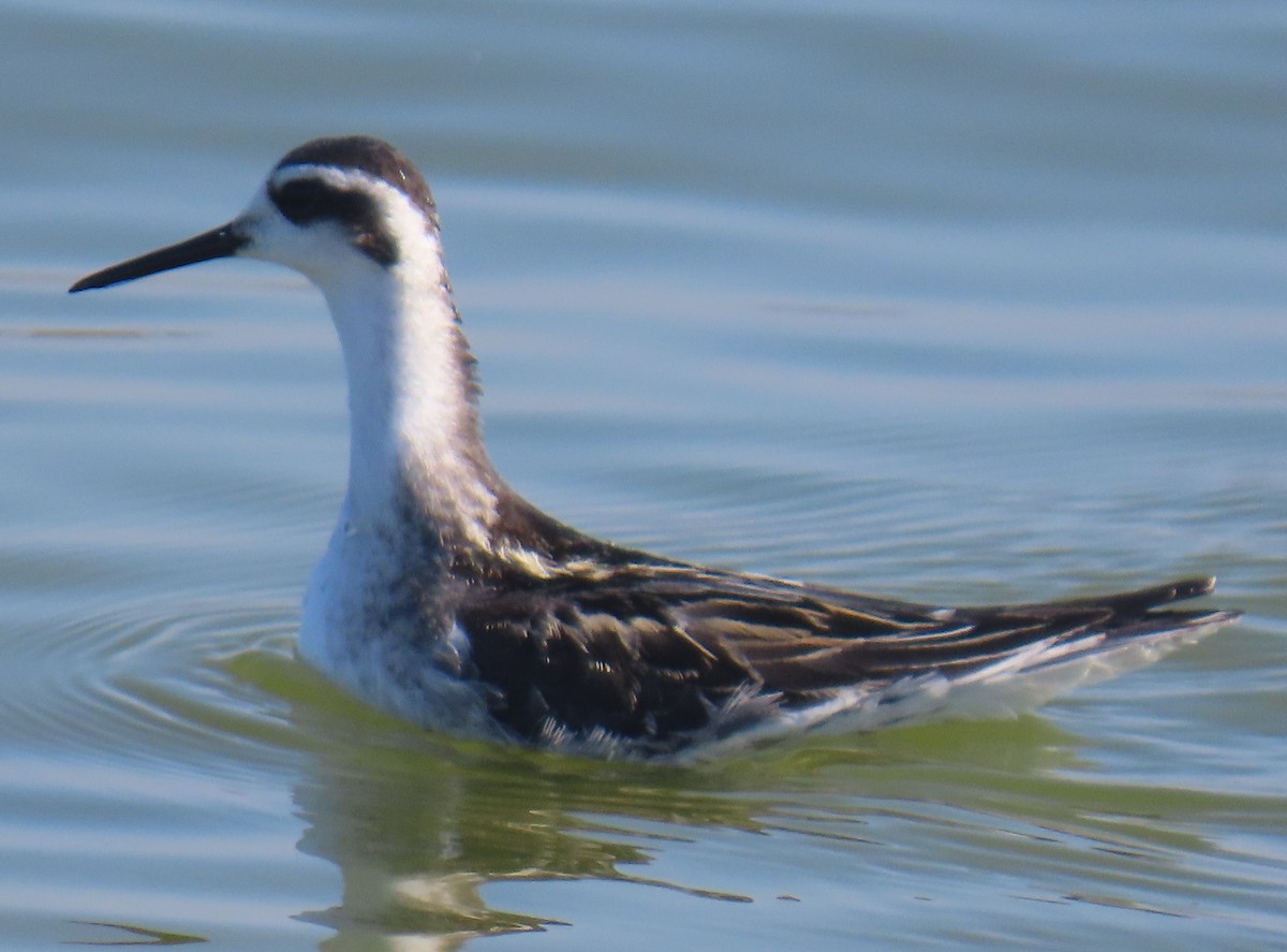 Red-necked Phalarope - ML642780138