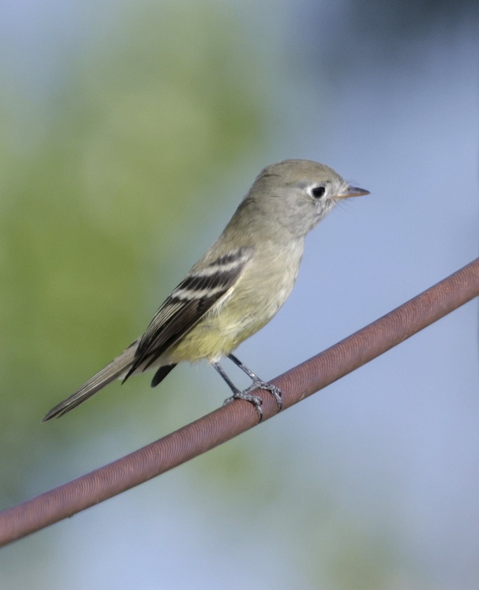 Hammond's Flycatcher - ML642780162