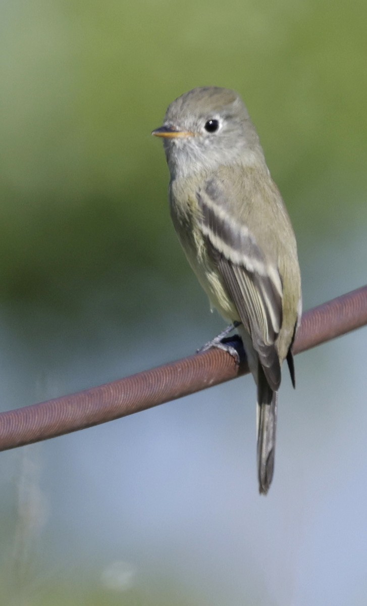 Hammond's Flycatcher - ML642780163