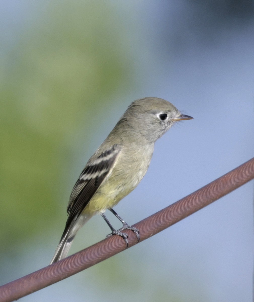 Hammond's Flycatcher - ML642780164