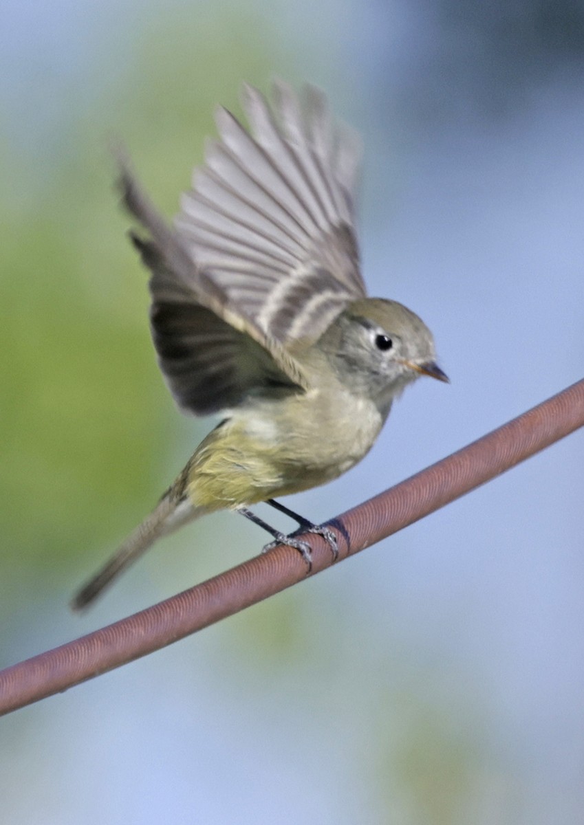 Hammond's Flycatcher - ML642780165