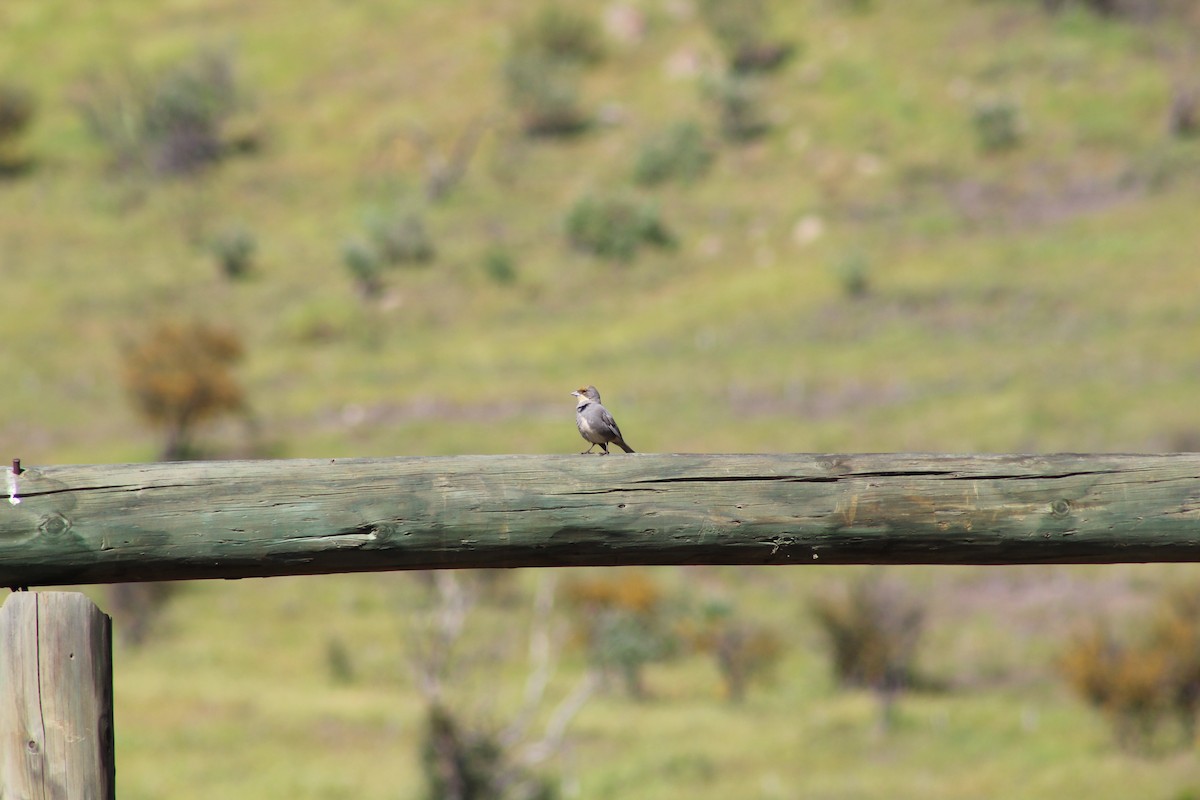 Diuca Finch - ML642780174