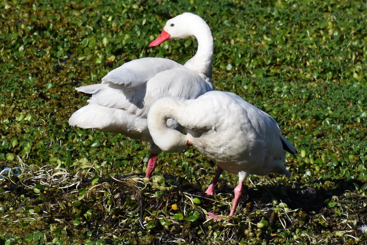 Coscoroba Swan - ML642780182