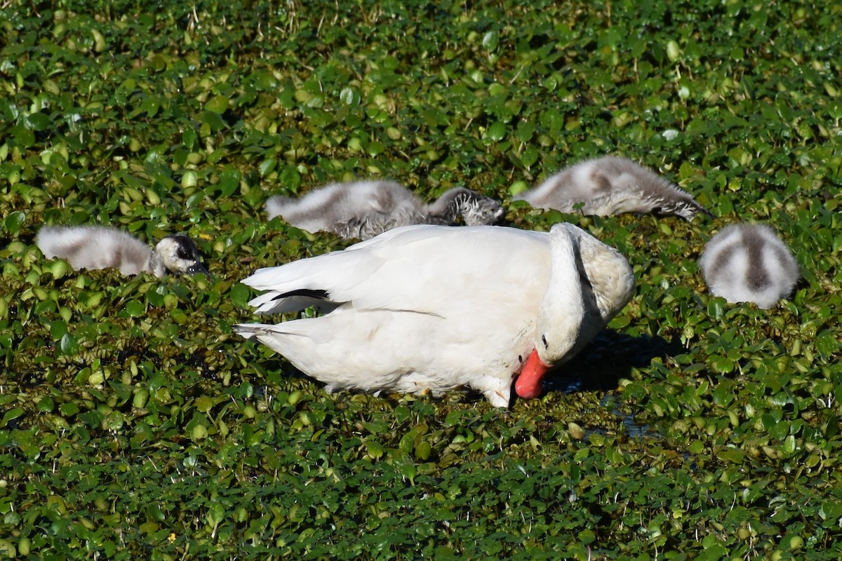 Coscoroba Swan - ML642780183