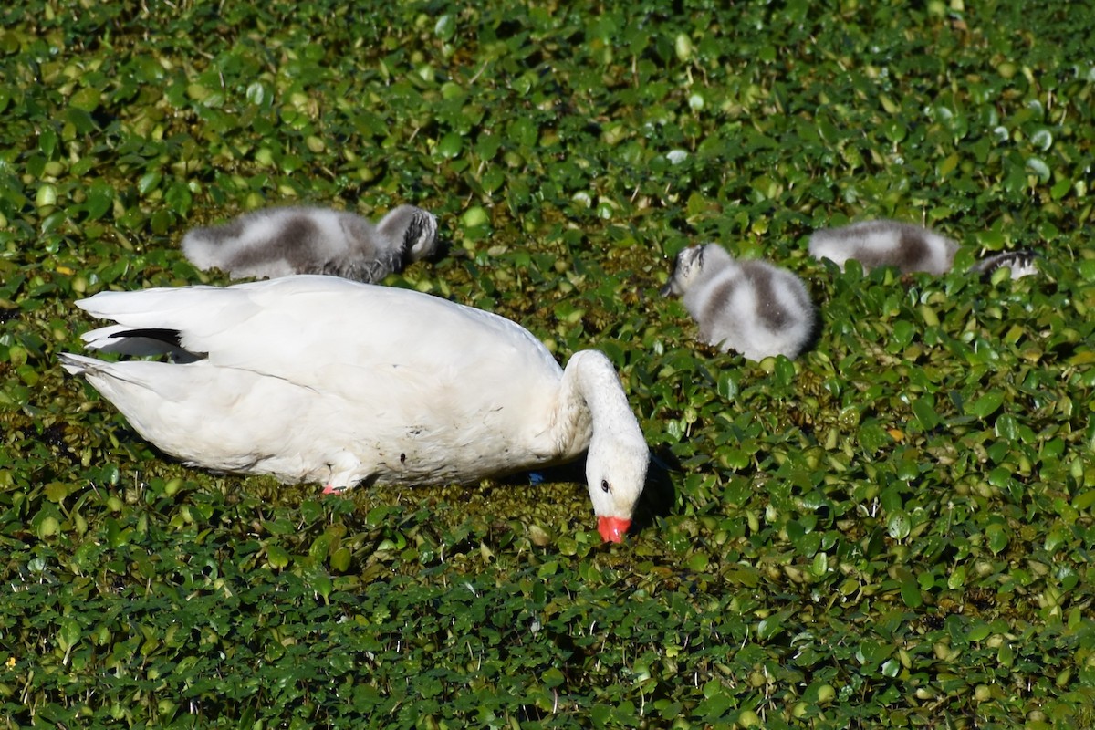Coscoroba Swan - ML642780184