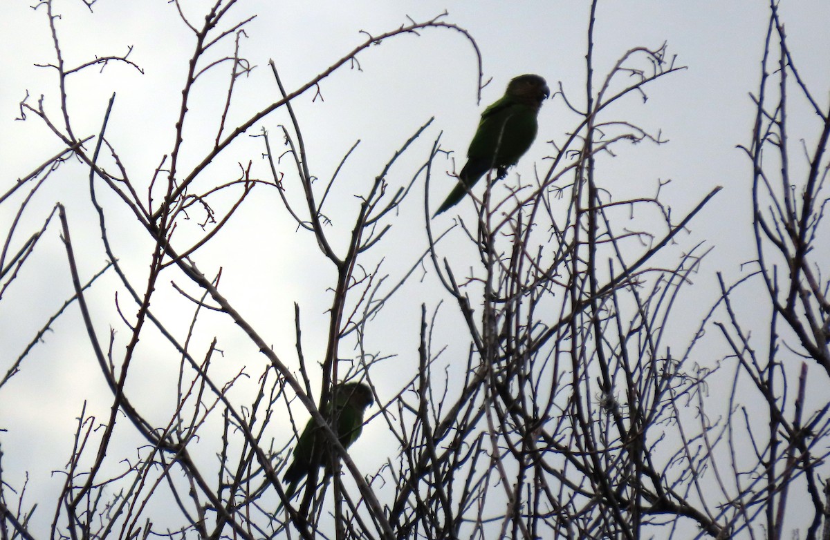 Brown-throated Parakeet - ML642780185