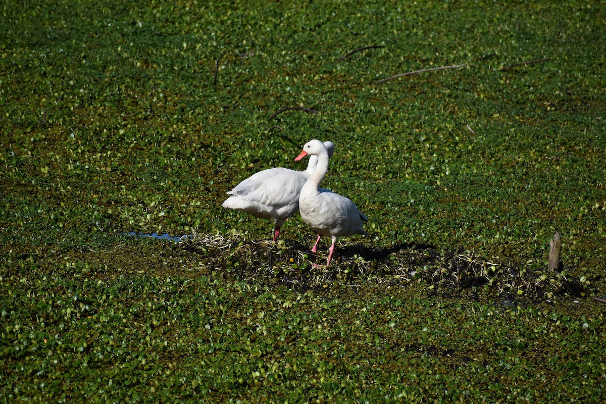 Coscoroba Swan - ML642780186
