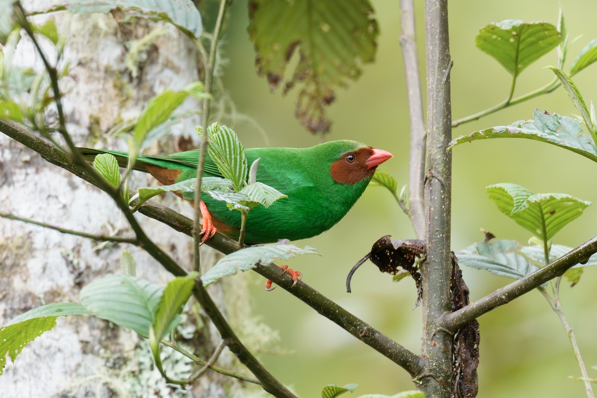 Grass-green Tanager - ML642780191