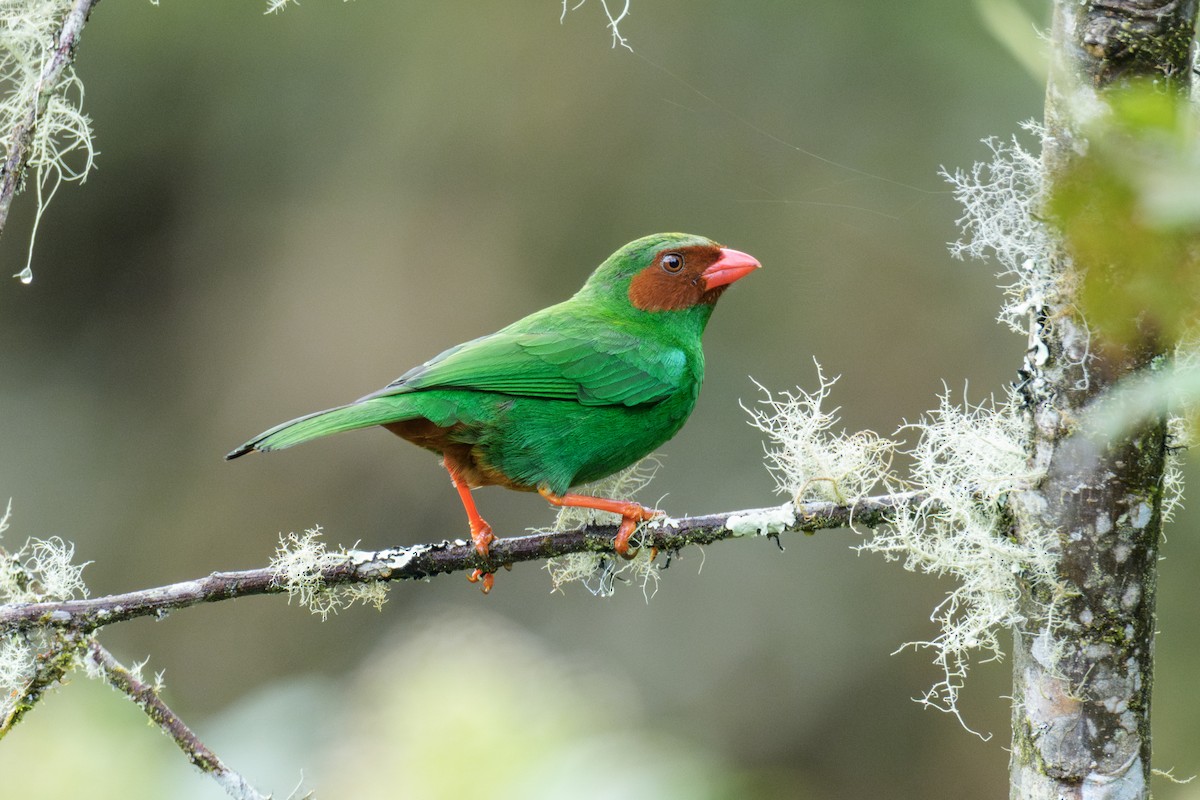 Grass-green Tanager - ML642780192