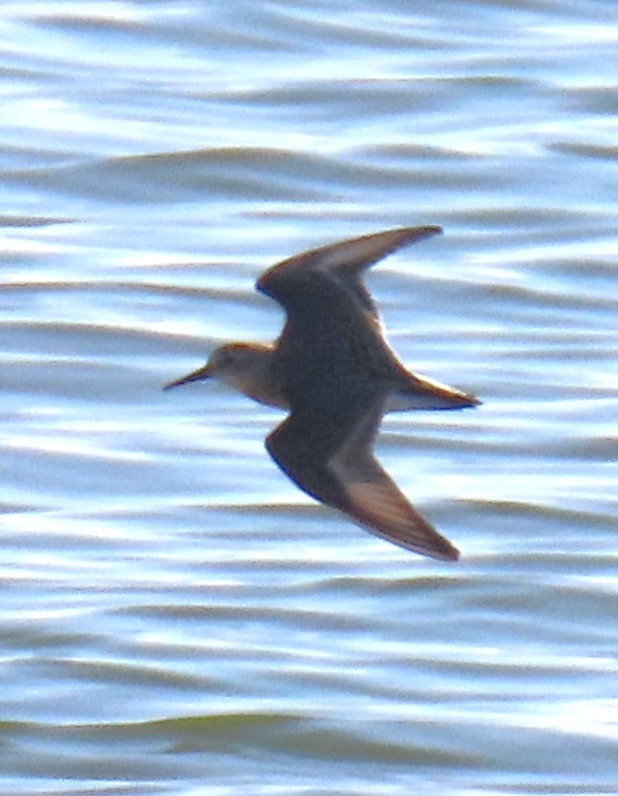 Calidris, unbestimmt - ML642780200