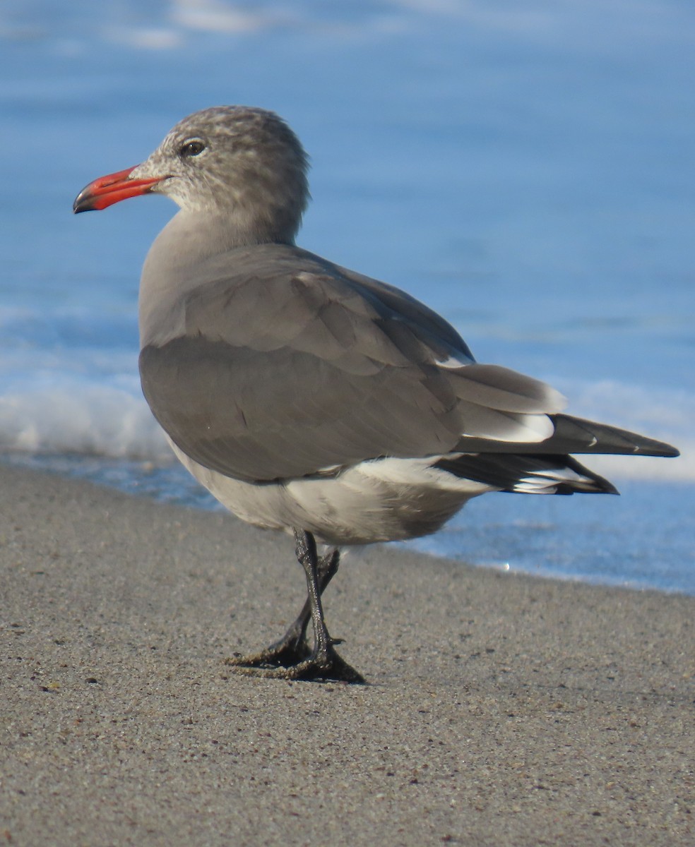 Heermann's Gull - ML642780216
