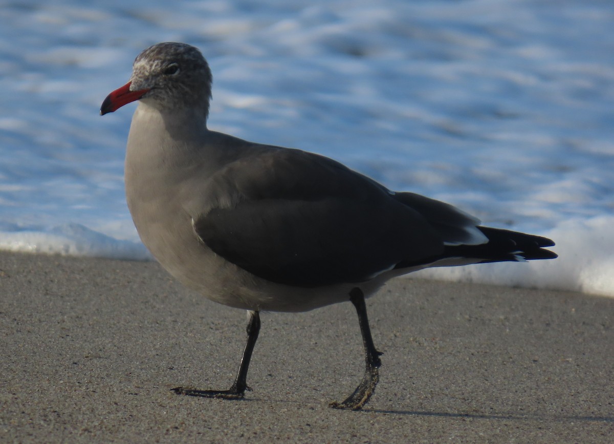 Heermann's Gull - ML642780220