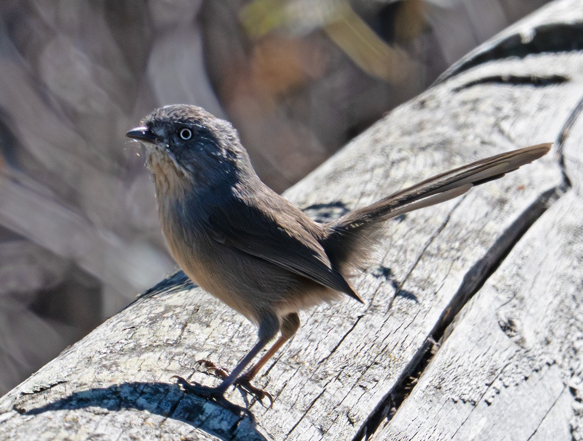 Wrentit - ML642780223