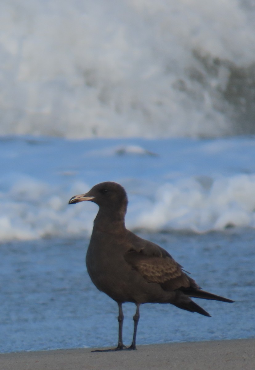 Heermann's Gull - ML642780227