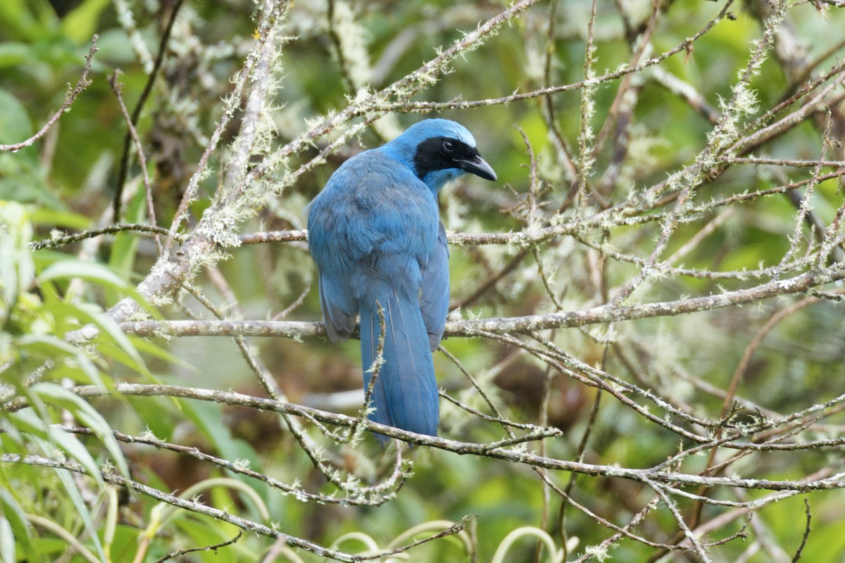Turquoise Jay - ML642780242