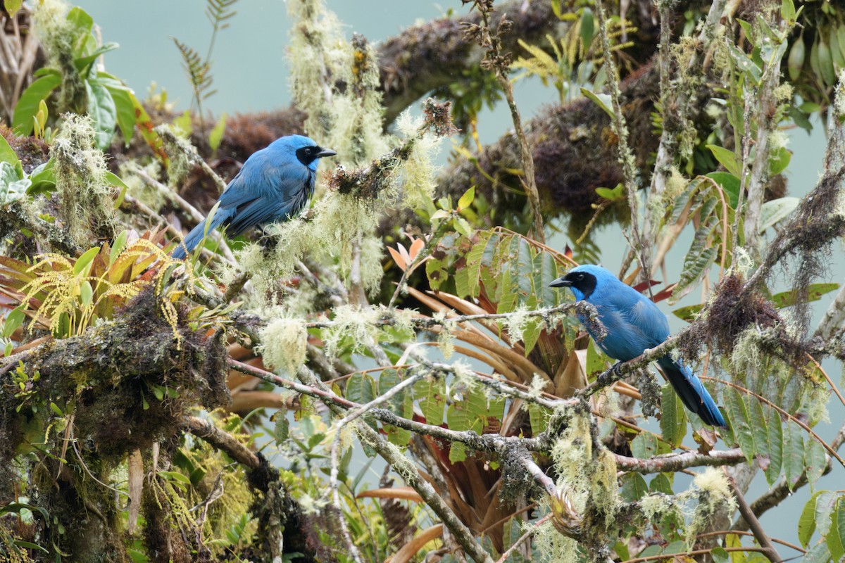 Turquoise Jay - ML642780243