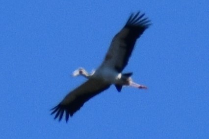 Maguari Stork - ML642780249