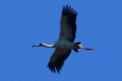 Maguari Stork - ML642780250
