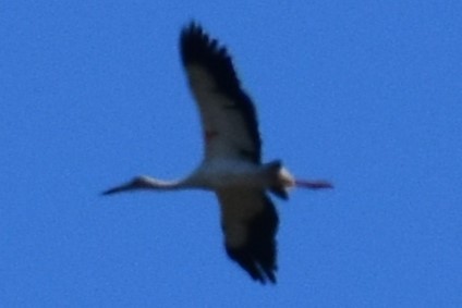 Maguari Stork - ML642780251