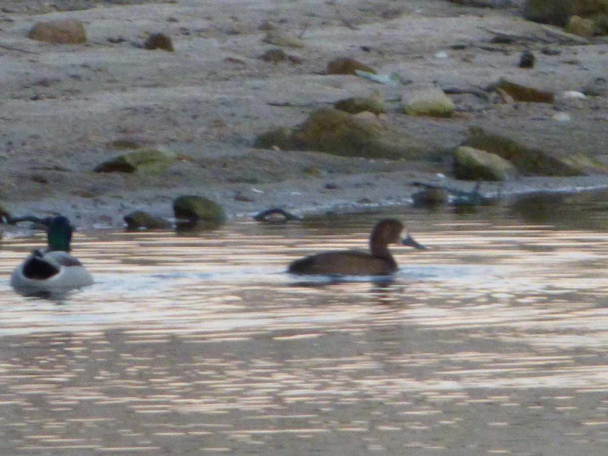 Greater Scaup - ML642780252