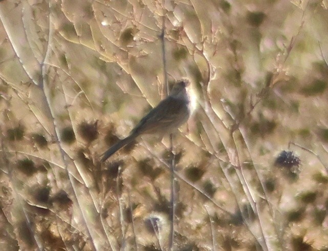 Brewer's Sparrow - ML642780258