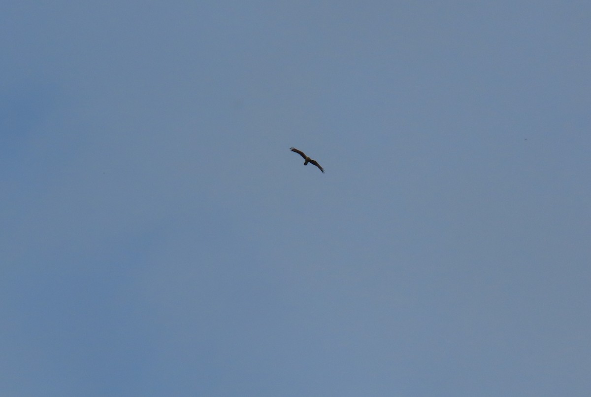 Yellow-headed Caracara - ML642780262