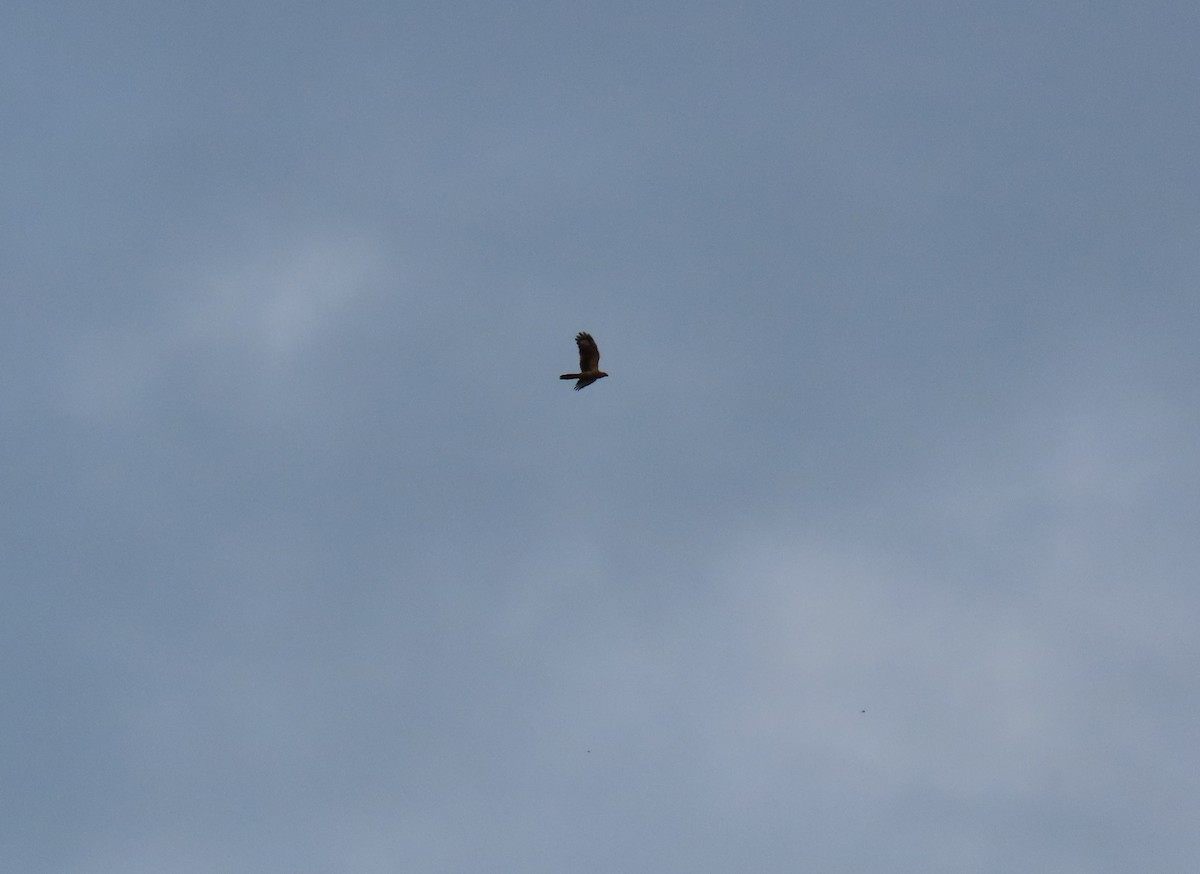 Yellow-headed Caracara - ML642780263