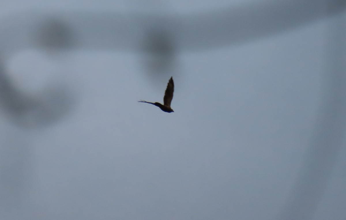 Yellow-headed Caracara - ML642780264