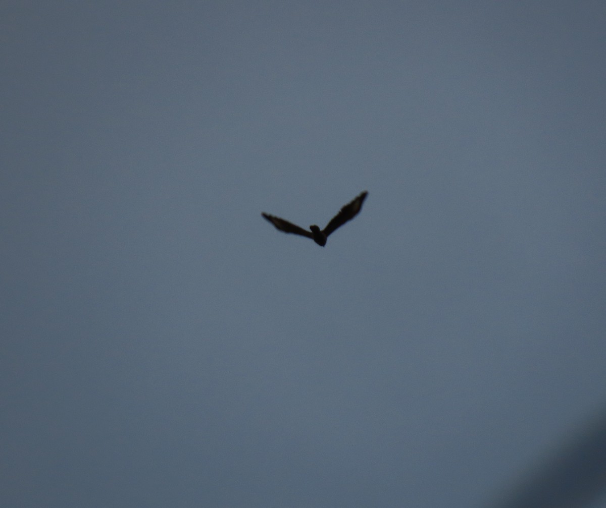 Yellow-headed Caracara - ML642780265