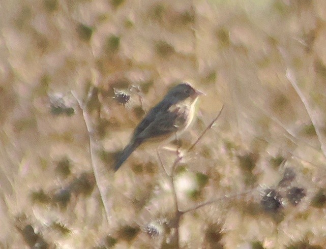Grasshopper Sparrow - ML642780266