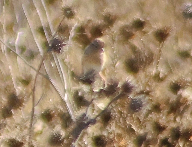 Grasshopper Sparrow - ML642780267