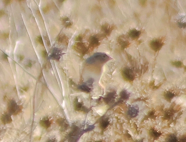 Grasshopper Sparrow - ML642780268