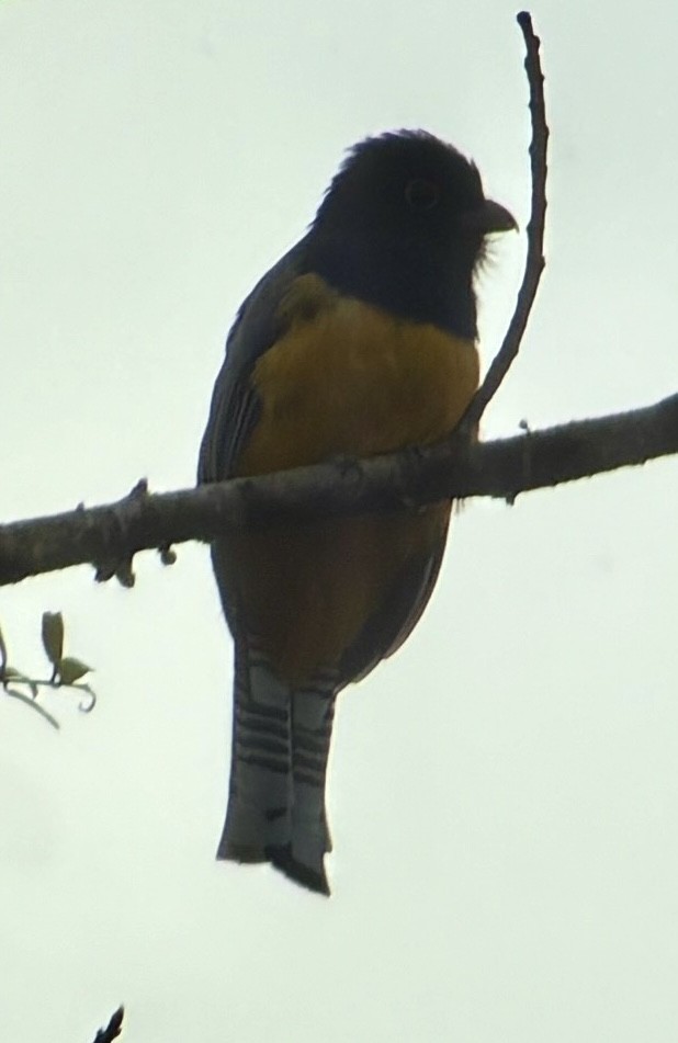 Gartered Trogon - ML642780270