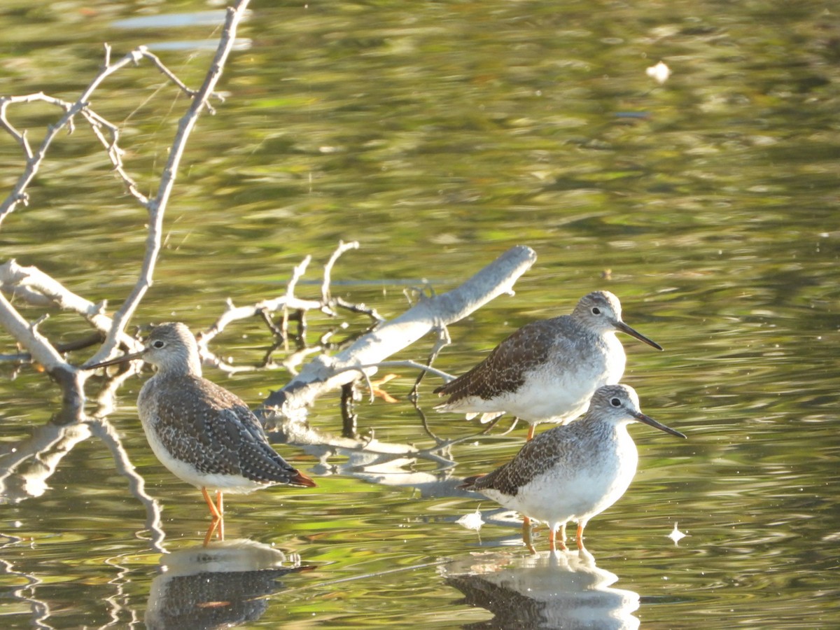 Greater Yellowlegs - ML642780279