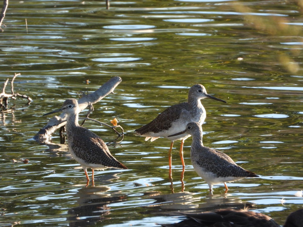 Greater Yellowlegs - ML642780280