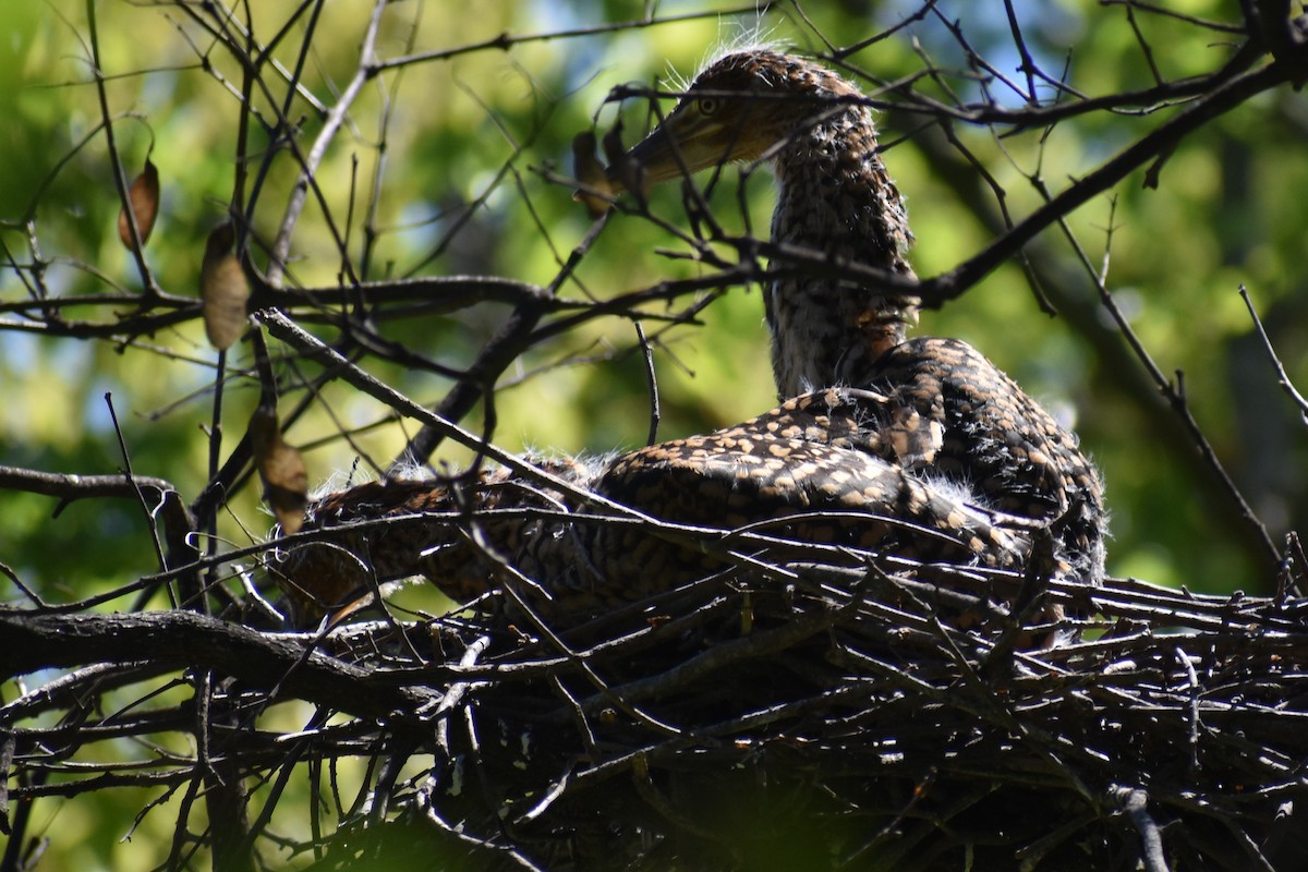 Rufescent Tiger-Heron - ML642780288