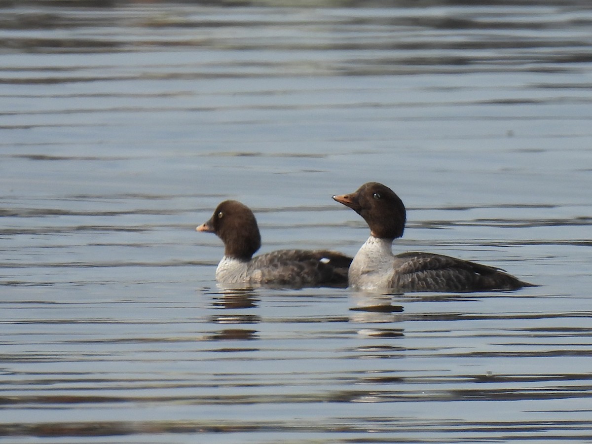 Barrow's Goldeneye - ML642780291