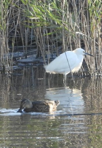 Snowy Egret - ML642780292
