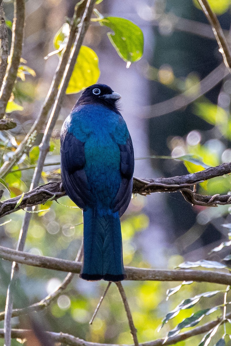 Green-backed Trogon - ML642780296