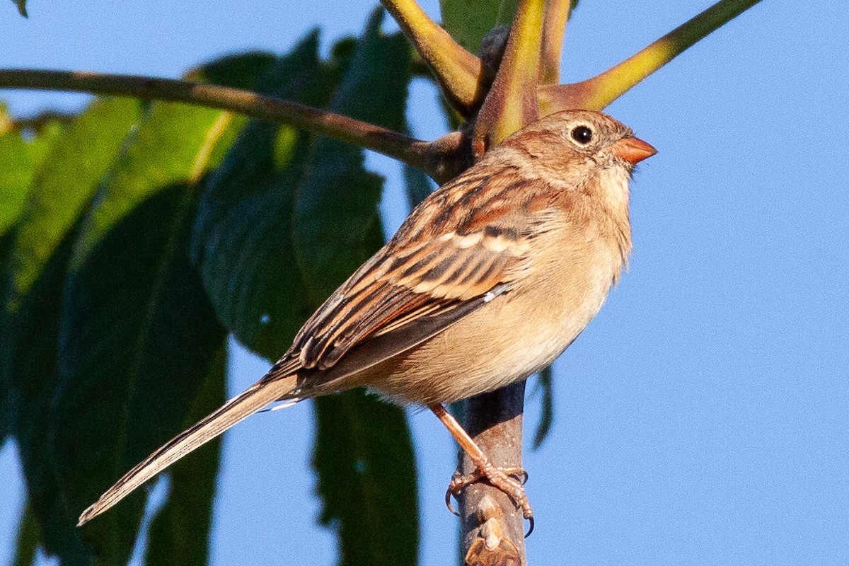 Field Sparrow - ML642780307