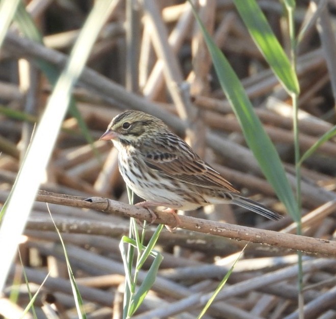 Savannah Sparrow - ML642780367