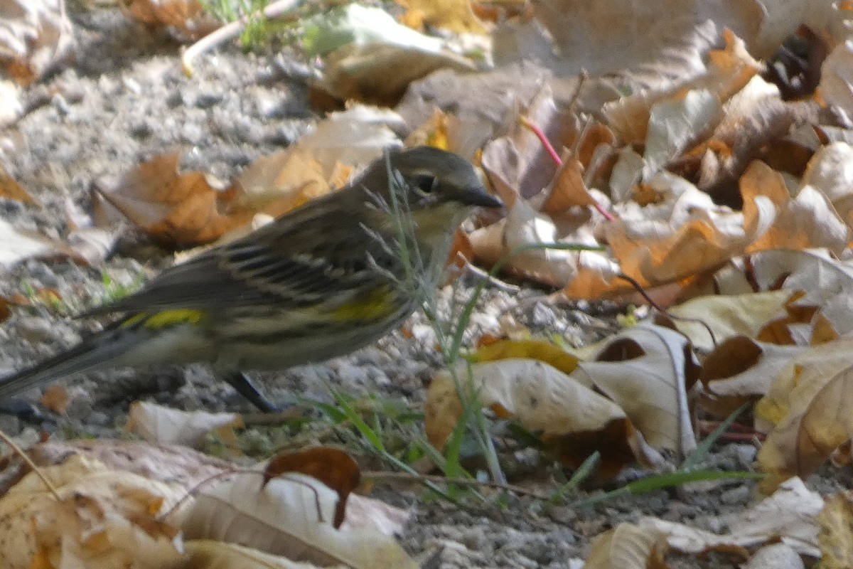 Yellow-rumped Warbler - ML642780371