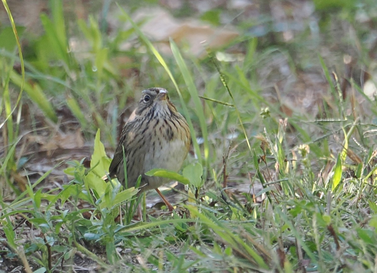 Lincoln's Sparrow - ML642780375
