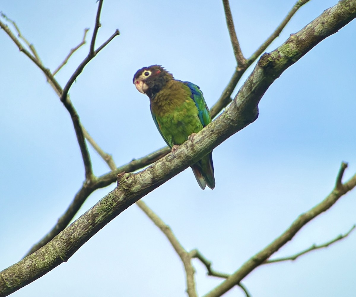 Brown-hooded Parrot - ML642780379