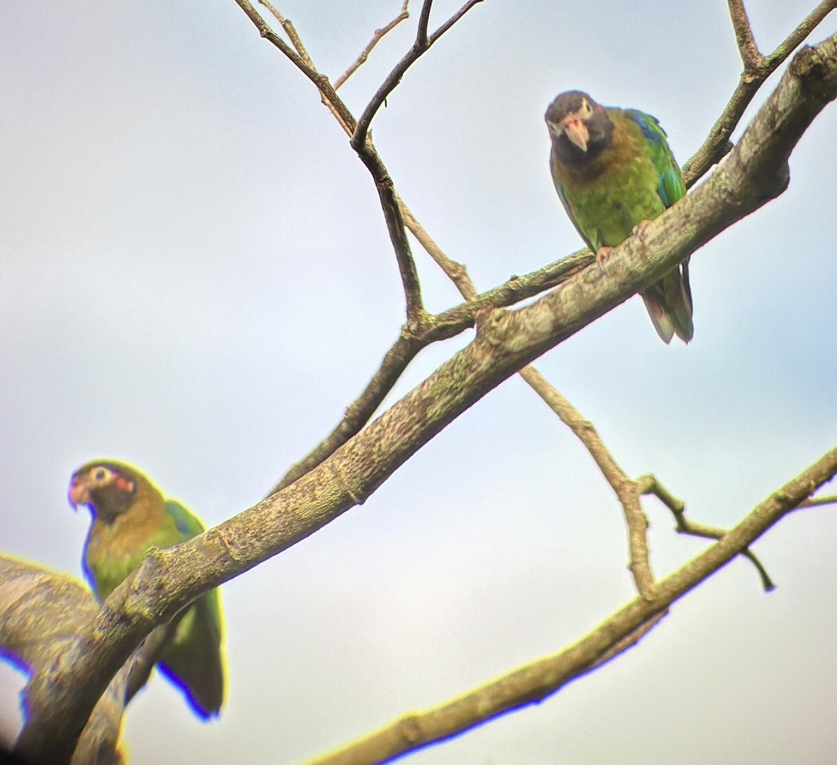 Brown-hooded Parrot - ML642780380