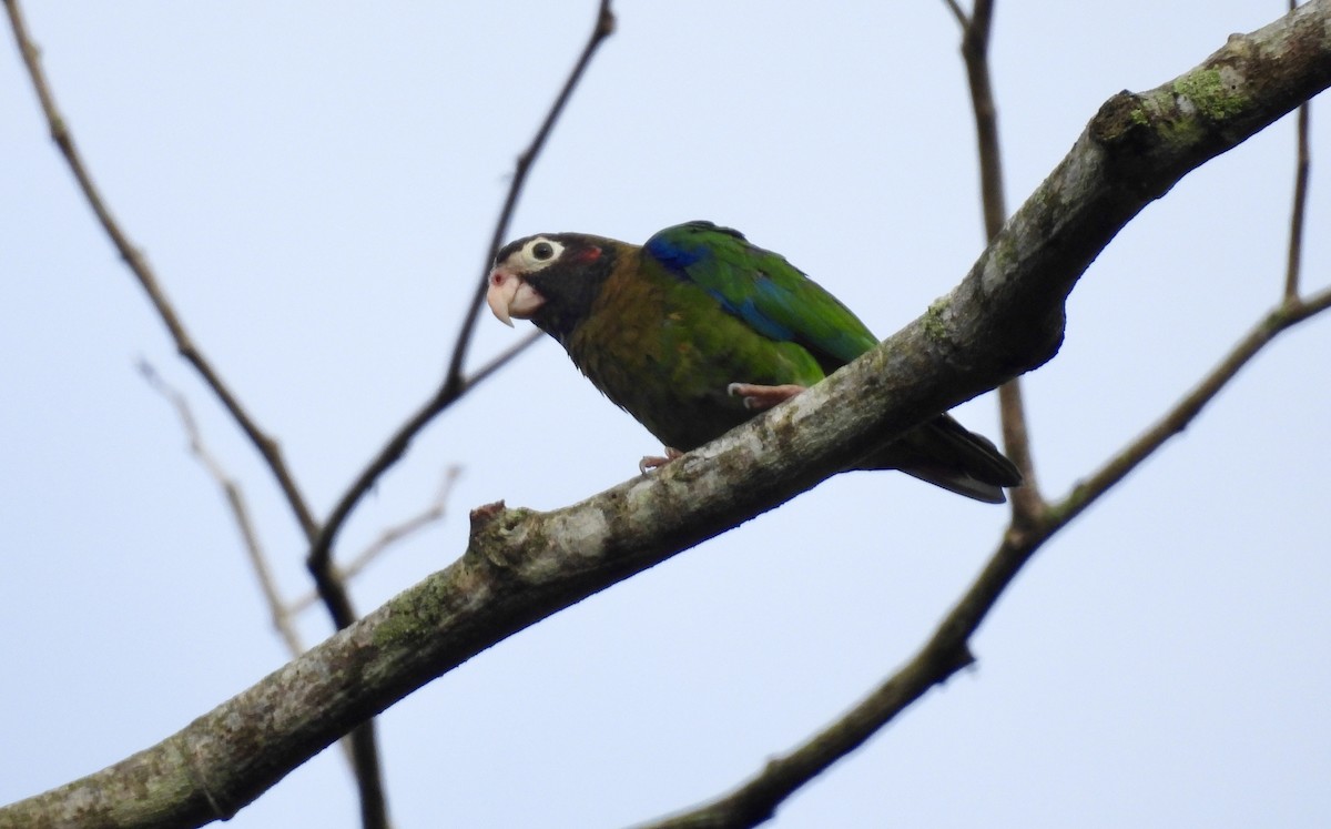 Brown-hooded Parrot - ML642780381