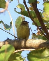 Palm Warbler - ML642780383