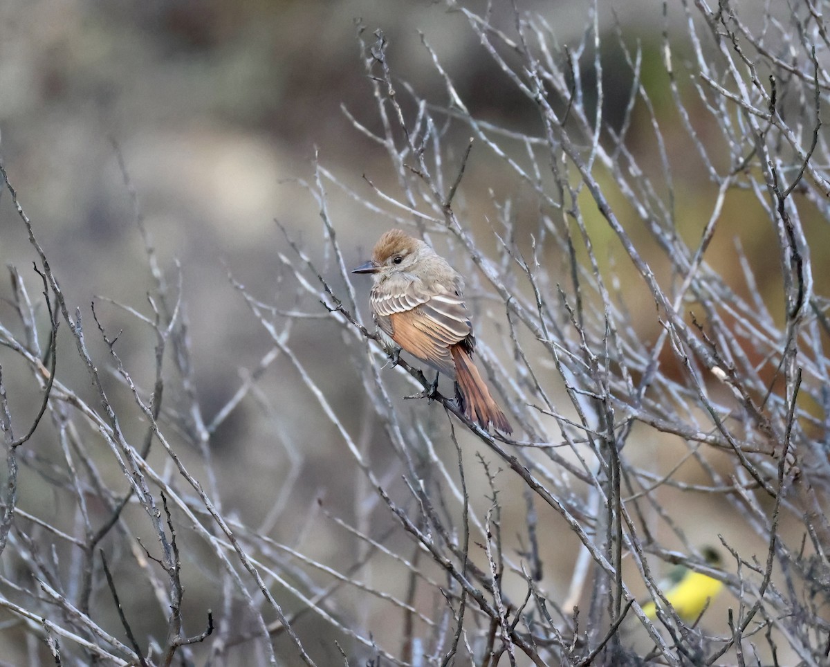Ash-throated Flycatcher - ML642780392