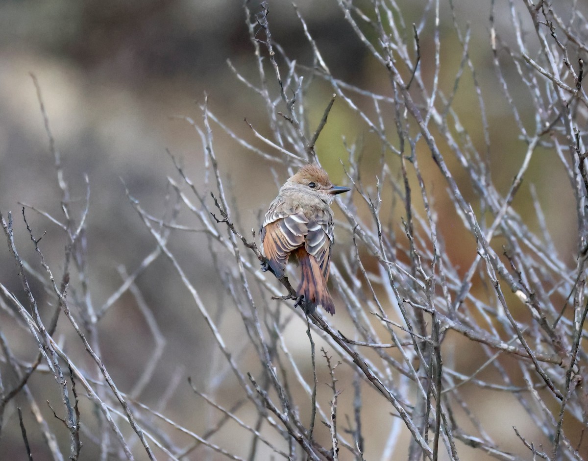 Ash-throated Flycatcher - ML642780393